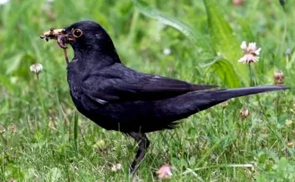 moartea