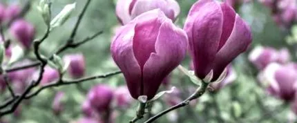 magnolia üdvözöljük