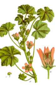 közönséges mályva