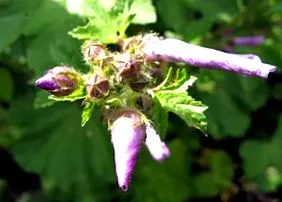 Malva sylvestris
