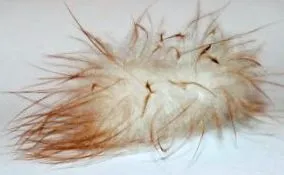 jachetă