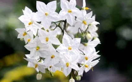 laxumjasminoides летниот јасмин