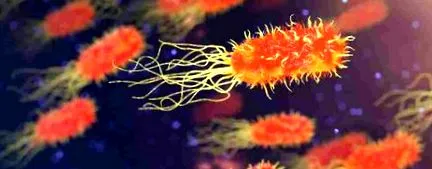 bacteriile pentru