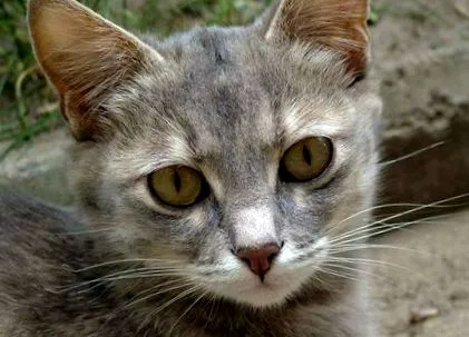 вашата котка