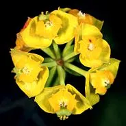Cypress Spurge Euphorbia