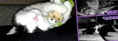 katzen
