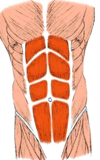 gyomorban fogyni