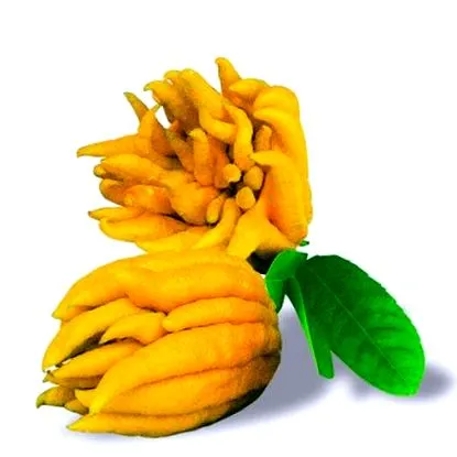 alapvető karcsúsító