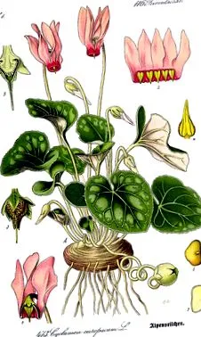 sălbatică