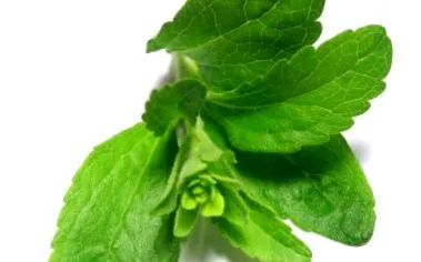 stevia