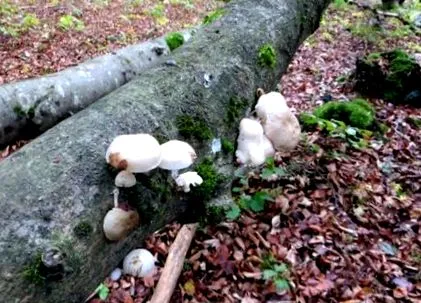 altmьhltrail altmьhltrail