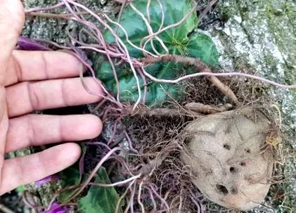 această