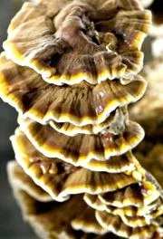 articole