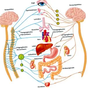neuropatie