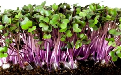 plantura vetni