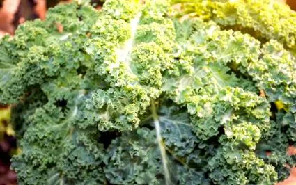 Brassica oleracea vetésnaptár