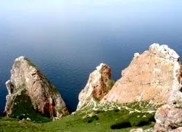 берёза 2008