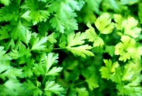 Fucus vesiculosus