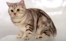 cattery