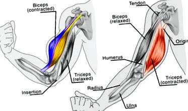 exerciții