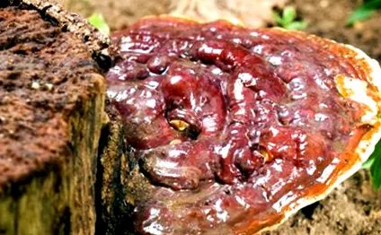 reishi