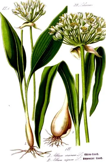 sfaturi