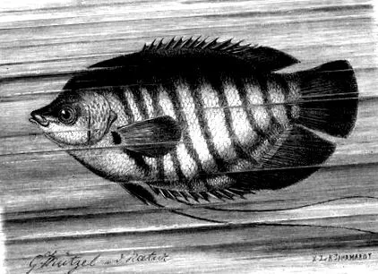 thierleben