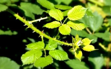 szederleveleket mint
