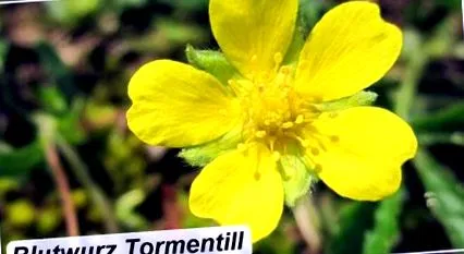 potentilla