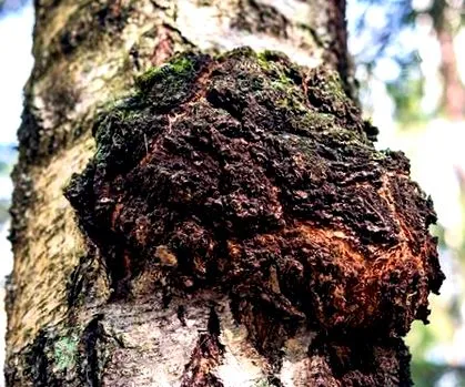 chaga