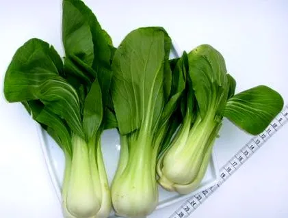 káposzta