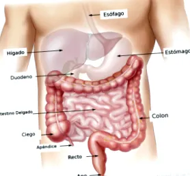 vagy