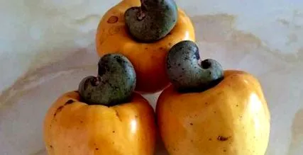 dióból