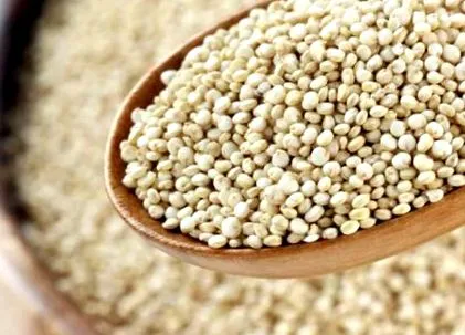 kořenář Amaranth