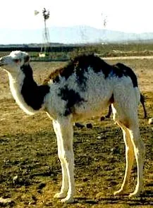 camello