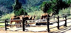 safari