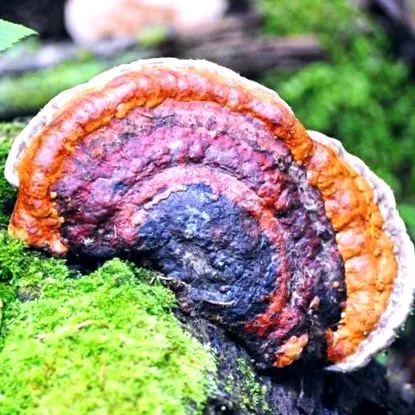 adaptogenii