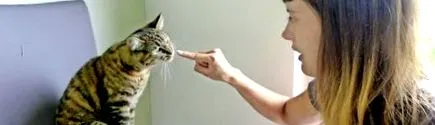 котів