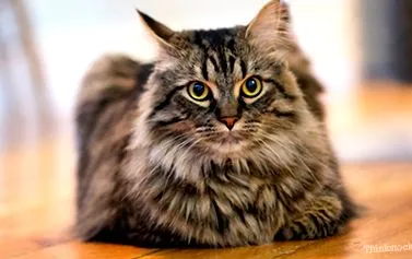 Maine Coon