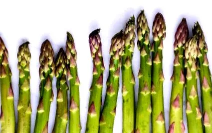 bogate proteine