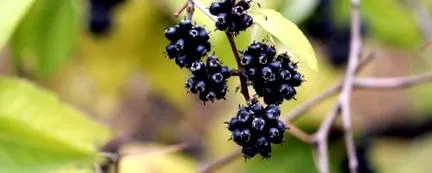 ginzeng
