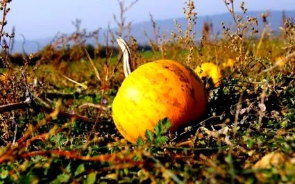 tökmagolaj