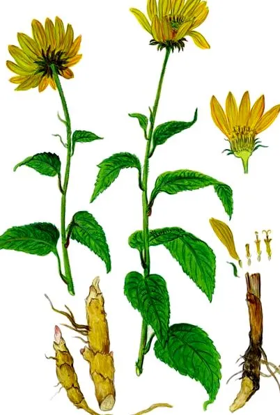 bine