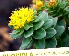 rosea rhodiola