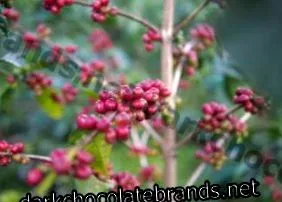 coffees