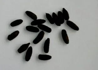 sănătate