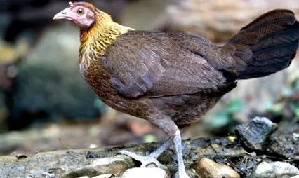 kikelés után