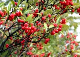 aronia