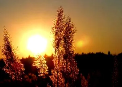 inzulin
