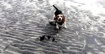 beagle
